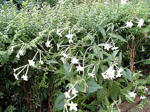 Nicotiana alata