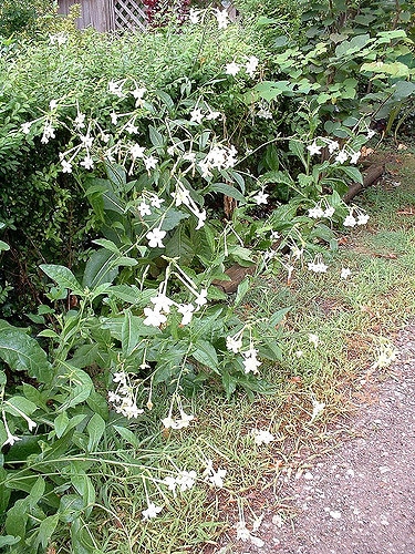 Nicotiana alata