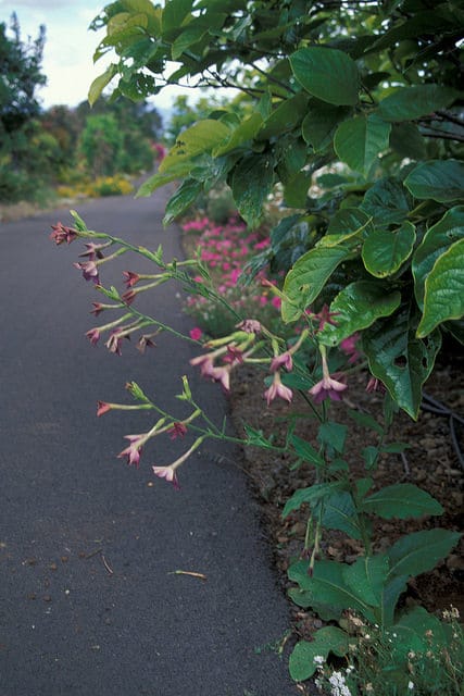 Nicotiana alata