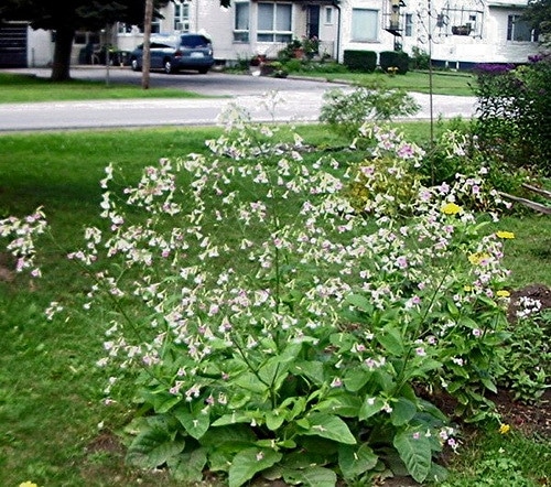 Nicotiana alata