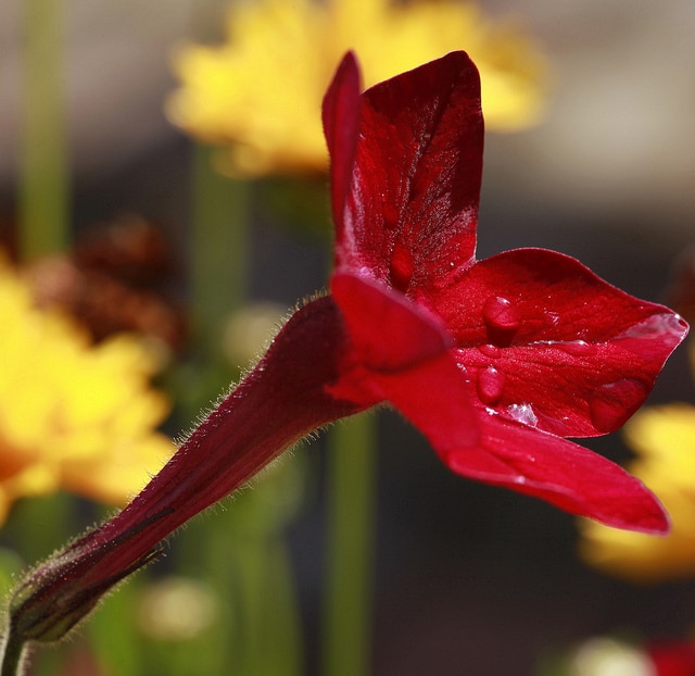 Nicotiana alata (Nicotiana alata)