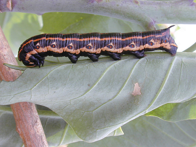 Tabac arborescent (Nicotiana glauca)