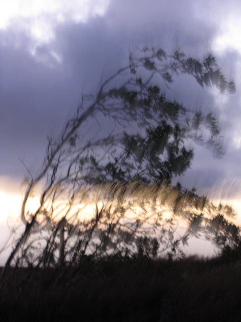 Tabac arborescent