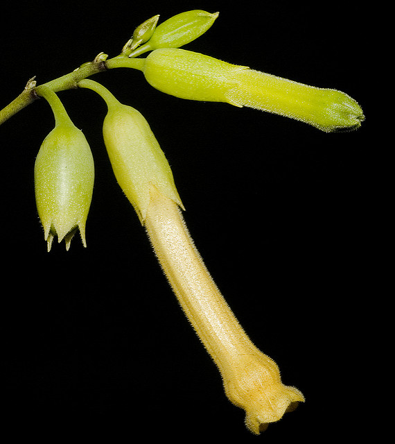 Tabac arborescent