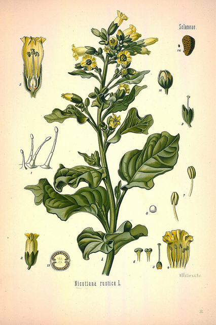 Petit tabac (Nicotiana rustica)