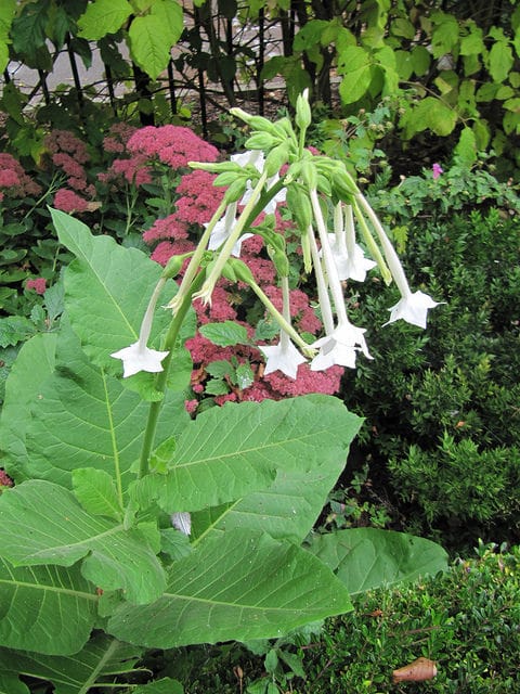 Tabac géant (Nicotiana sylvestris)