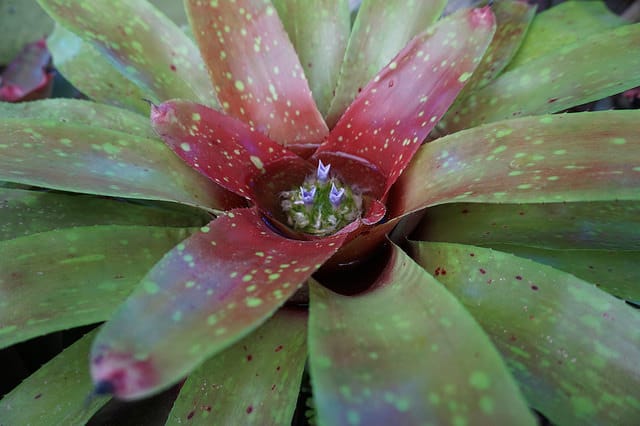 Nidularium longiflorum