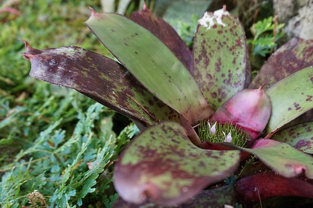 Nidularium longiflorum (Nidularium longiflorum)