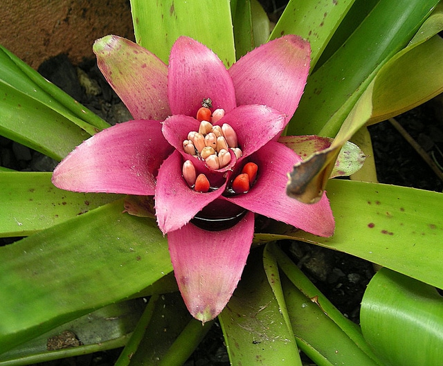 Nidularium rutilans (Nidularium rutilans)