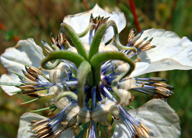 Nigelle bâtarde (Nigella arvensis)