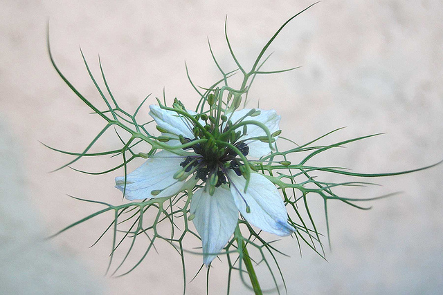 Nigelle de damas