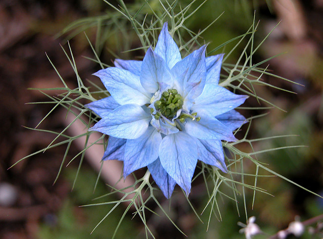 Nigelle de damas