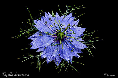 Nigelle de damas