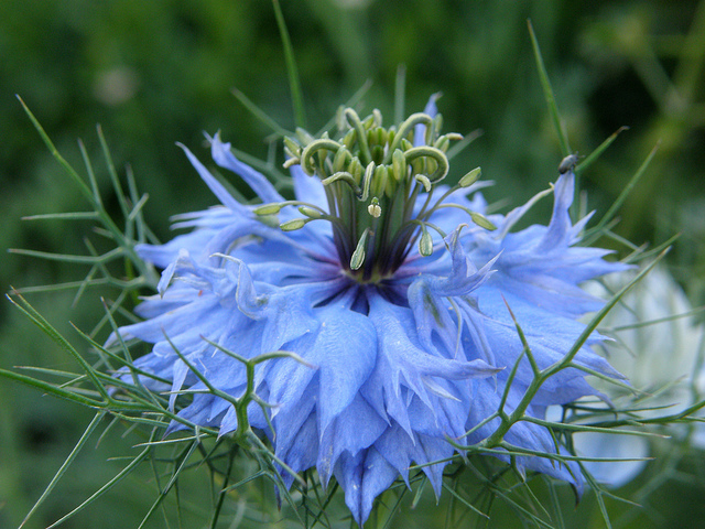 Nigelle de damas