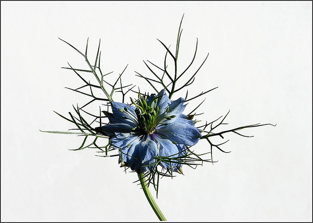 Nigelle de damas