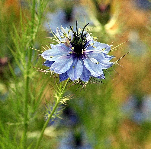 Nigella hispanica