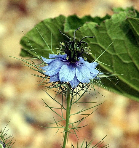 Nigella hispanica