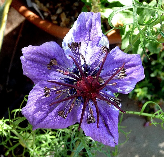 Nigella hispanica