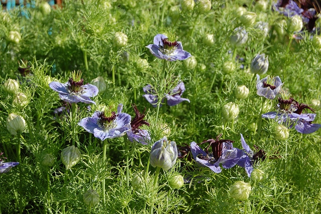 Nigella hispanica