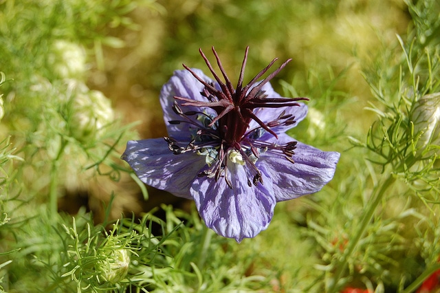 Nigella hispanica