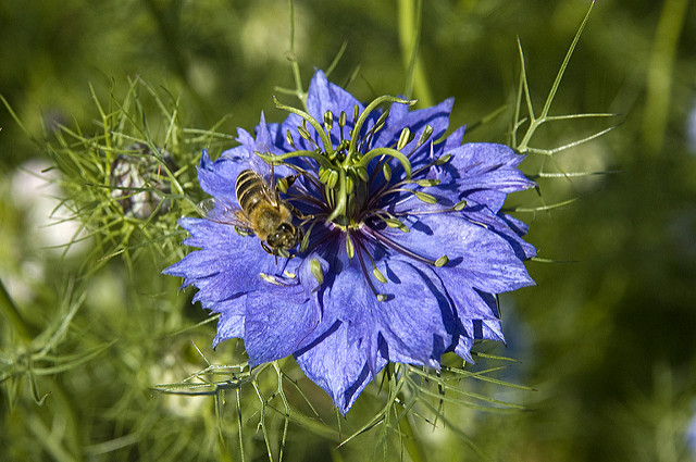 Cumin noir