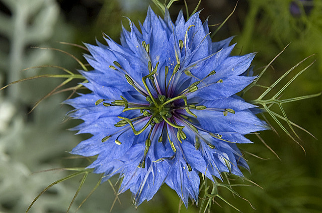 Cumin noir