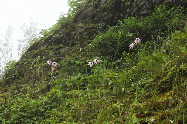 Nomocharis pardanthina (Nomocharis pardanthina)