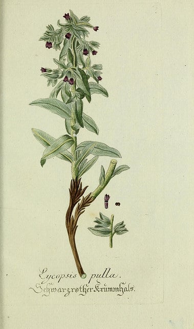 Nonnée brune (Nonea pulla)