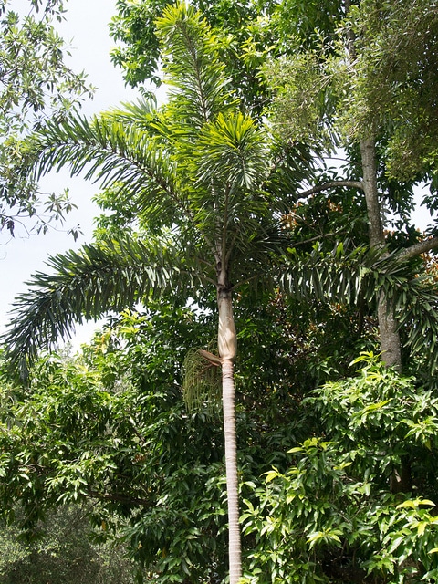 Normanbya normanbyi
