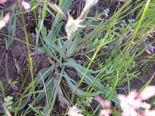 Nothocalais cuspidata