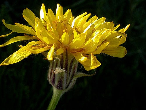 Nothocalais cuspidata