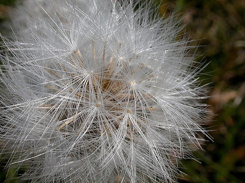 Nothocalais cuspidata