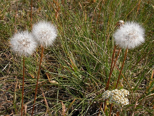 Nothocalais cuspidata