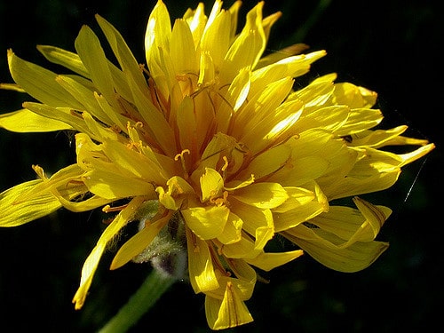 Nothocalais cuspidata