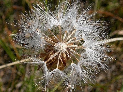 Nothocalais cuspidata (Nothocalais cuspidata)