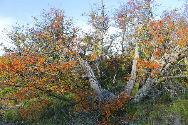 Ñire (Nothofagus antarctica)