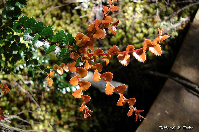 Nothofagus cunninghamii