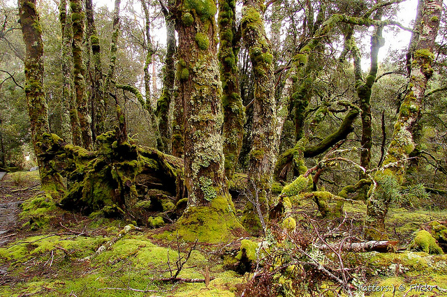 Nothofagus cunninghamii
