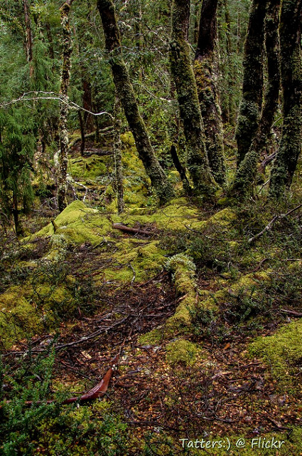 Nothofagus cunninghamii