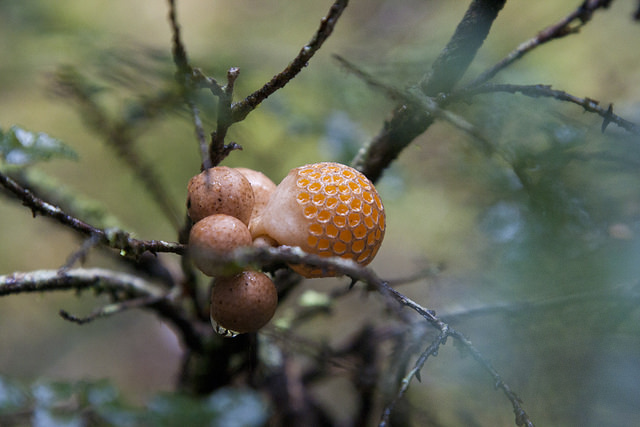 Nothofagus cunninghamii
