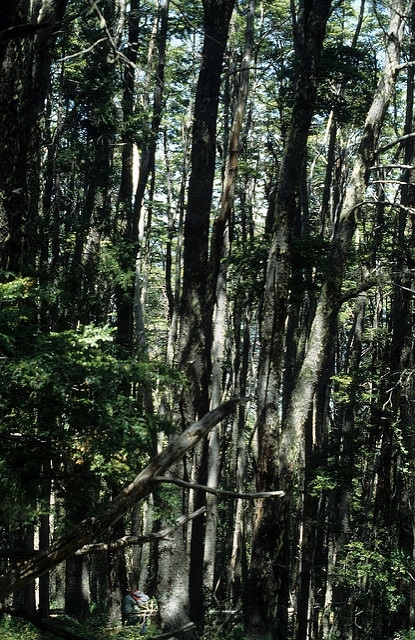Coihue