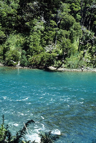 Coihue