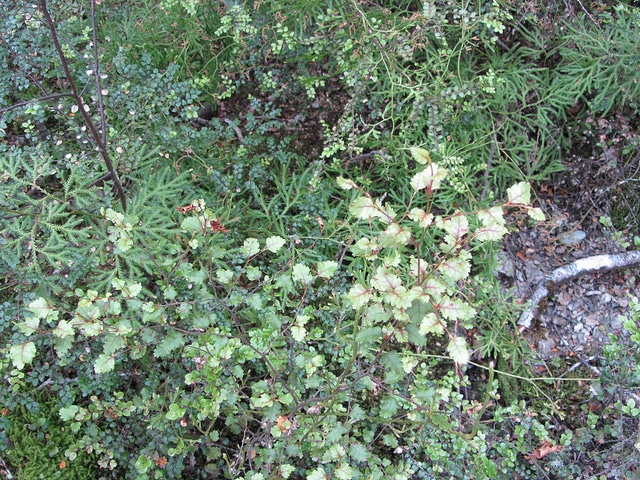 Nothofagus fusca (Nothofagus fusca)
