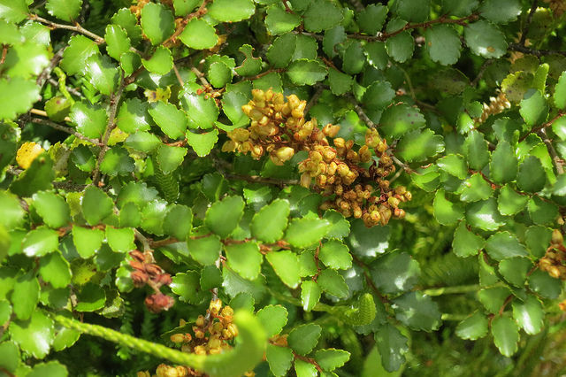 Hêtre argenté (Nothofagus menziesii)