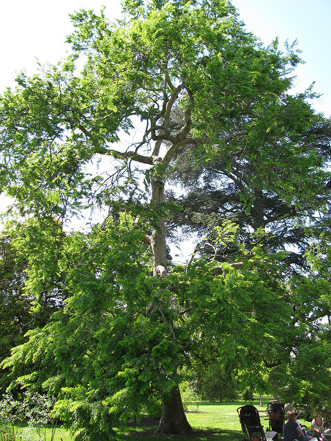Nothofagus obliqua (Nothofagus obliqua)