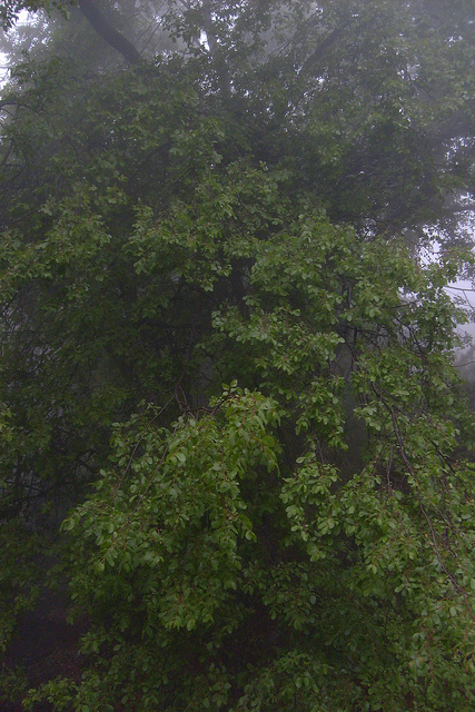 Nothofagus obliqua