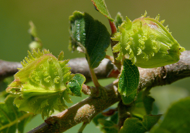 Nothofagus obliqua