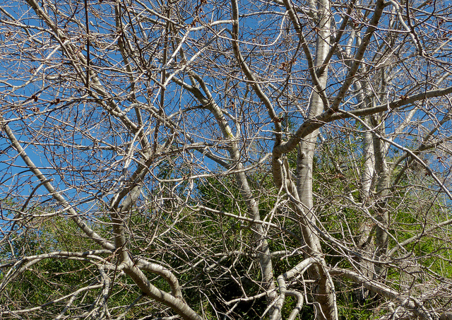 Nothofagus obliqua