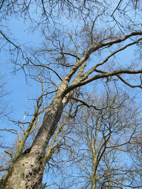 Nothofagus obliqua