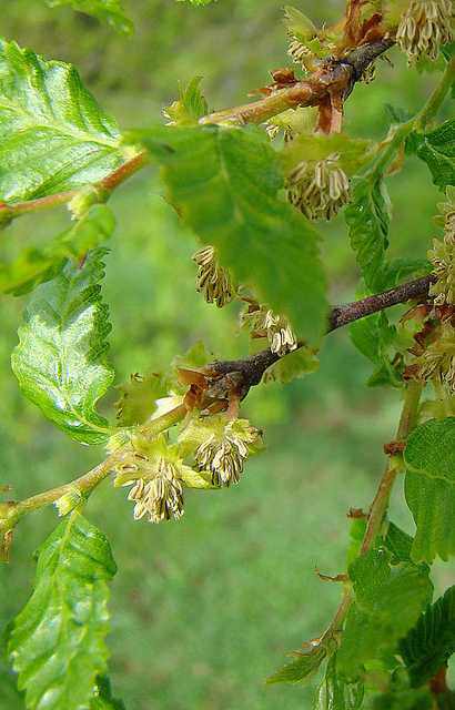 Nothofagus obliqua